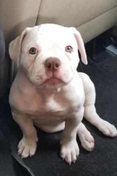 Dottie, Bulldog americano