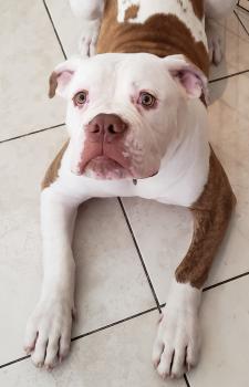 Jumbo, Bulldog americano