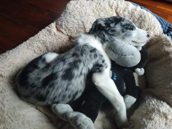 Benji, Border Collie