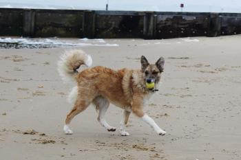 Zuma, Border Collie