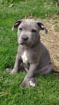 Pablo, Staffordshire Bull Terrier