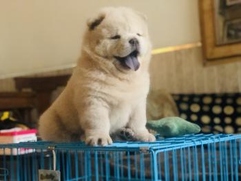 Khalifa, Chow Chow