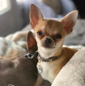 Olly, Chihuahua
