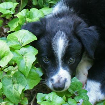 Ivy, Border Collie