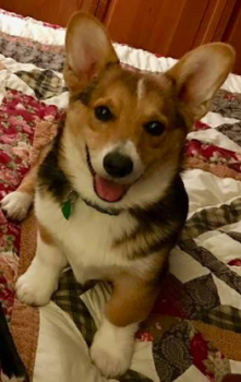 Biscuit, Welsh Corgi Pembroke