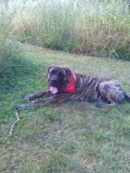 Ryuk, Cane Corso
