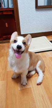 Foxy, Corgi Galés De Pembroke