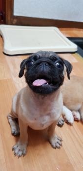Teo, Altri cani