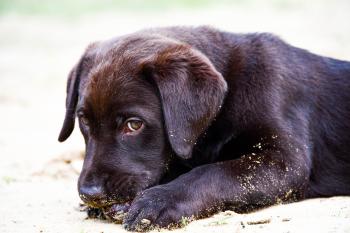 Saïko, Labrador Retriever