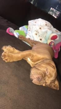 Rose, Dogo De Burdeos