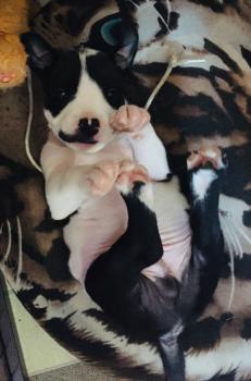 ZAMAL, American staffordshire terrier