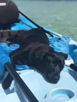 PEBBLES, Labrador Retriever