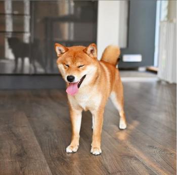Kobe, Shiba