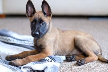 Rocky Ace, Pastor Belga