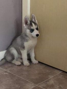 zeus, Siberian Husky