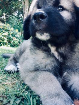 Luan, Yugoslavian Shepherd Dog