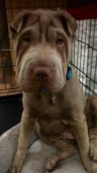 Luna, Shar Pei