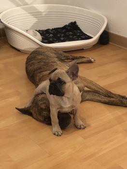 Maïko, Bulldog Francés