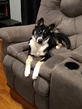 Nova, Husky Siberiano