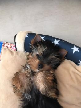 Piana, Yorkshire Terrier