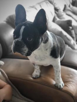 Milo, Bulldog Francés