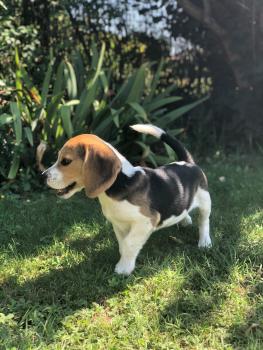 Pépito, Beagle