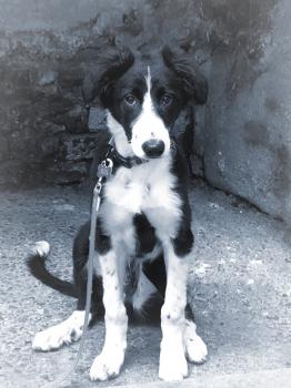 Harley, Border Collie