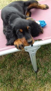 Eden, setter