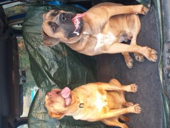 otango, Cane Corso