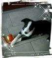 Phybie, Border Collie