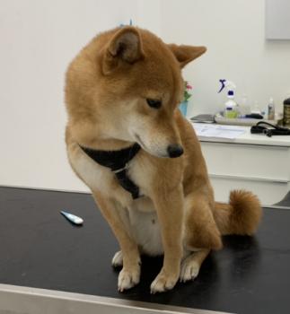 Mojo, Shiba Inu Japonés