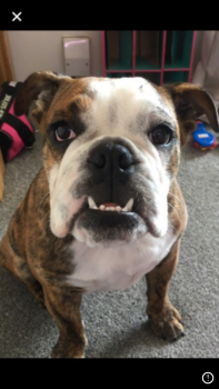 Betsy, Bulldogge