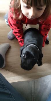 Phury, Staffordshire Bull Terrier
