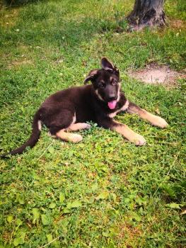 Shelby, Berger Allemand