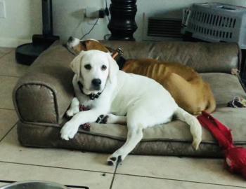 Titan, Labrador Retriever