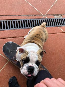 Dozer, Bulldog