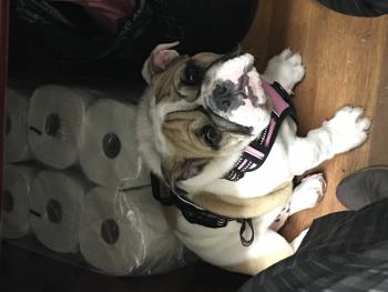 Ella, Bulldog