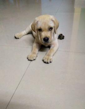 TOJO, Labrador Retriever