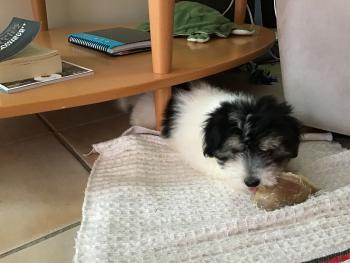 TITOU, Coton de Tulear