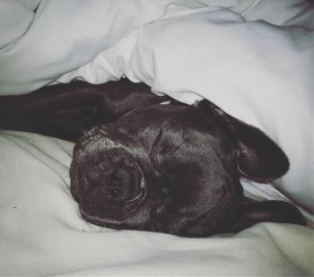 Willow, Bouledogue francese