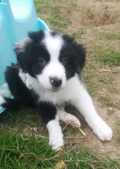 Paros, Border Collie
