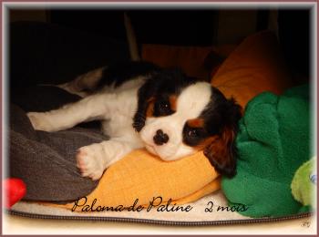 Paloma, Cavalier King Charles Spaniel