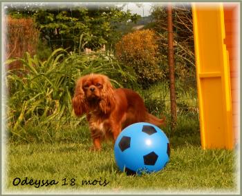 ODEYSSA, Cavalier King Charles Spaniel