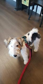 Garcini's Fair Dinkum True Blue, Fox Terrier De Pelo Duro
