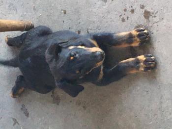 Paco, Beauceron