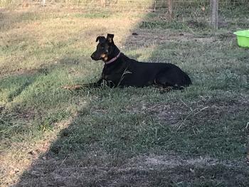 Nina, Beauceron