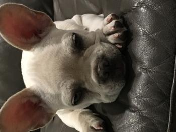 Milo, Bulldog Francés