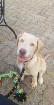 Duke, Labrador Retriever