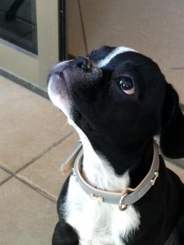 lilas, Bulldog Francés