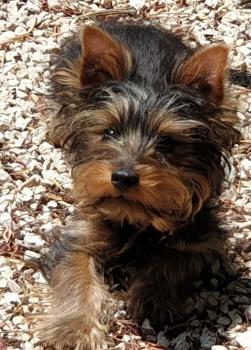 PITCHOU, Yorkshire Terrier